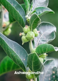 Adaptogen Herb Bundle: Gotu Kola, Skullcap, Ashwagandha, Tulsi -Sow Exotic Shop ashwaganda plant for sale SowExotic.com