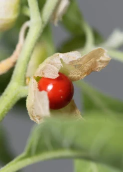 Ashwagandha (Withania Somnifera) 10 Ashwagandha (Withania Somnifera) -Sow Exotic Shop ashwaghandasowexotic 3