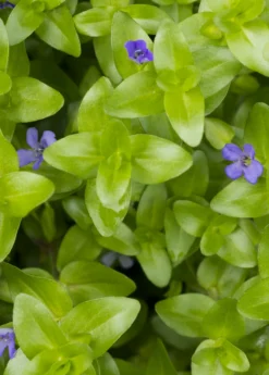 Brahmi (Bacopa Monnieri) -Sow Exotic Shop bacopa brahmi 1610px X 2250px 513347a6 0c8f 41f3 b7d9 e22c91848688