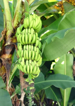 Banana 'Grand Nain' (Musa Acuminata) -Sow Exotic Shop bananafruittreesowexoticnursery 3