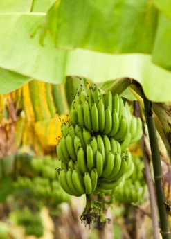 Banana 'Grand Nain' (Musa Acuminata) -Sow Exotic Shop bananafruittreesowexoticnursery 6