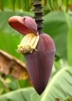 Banana 'Grand Nain' (Musa Acuminata) -Sow Exotic Shop bananafruittreesowexoticnursery 7