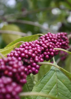Beautyberry (Callicarpa Americana) -Sow Exotic Shop beautyberrysowexotic