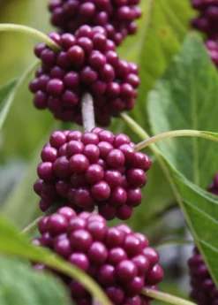 Beautyberry (Callicarpa Americana) -Sow Exotic Shop beautyberrysowexotic 1