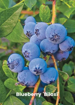 Blueberry Bundle: Sweetcrisp & Biloxi -Sow Exotic Shop biloxi blueberry plant for sale SowExotic.com 1