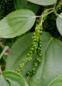 Black Pepper Vine (Piper Nigrum) -Sow Exotic Shop black pepper 1 1610px X 2250px