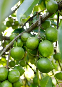 Black Sapote ‘Reineke’ (Diospyros Nigra) -Sow Exotic Shop blacksapotesowexotic