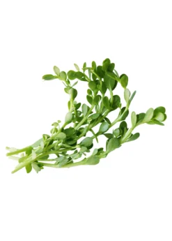 Brahmi (Bacopa Monnieri) -Sow Exotic Shop brahmi leaves on a white background