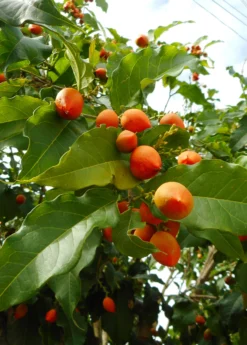 Peanut Butter Fruit (Bunchosia Argentea) 7 Peanut Butter Fruit (Bunchosia Argentea) -Sow Exotic Shop bunchosiaargenteafruittreeforsalesowexotic