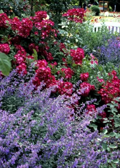 Catnip (Nepeta Cataria) -Sow Exotic Shop catnipcatmint Nepetacataria sowexotic 1