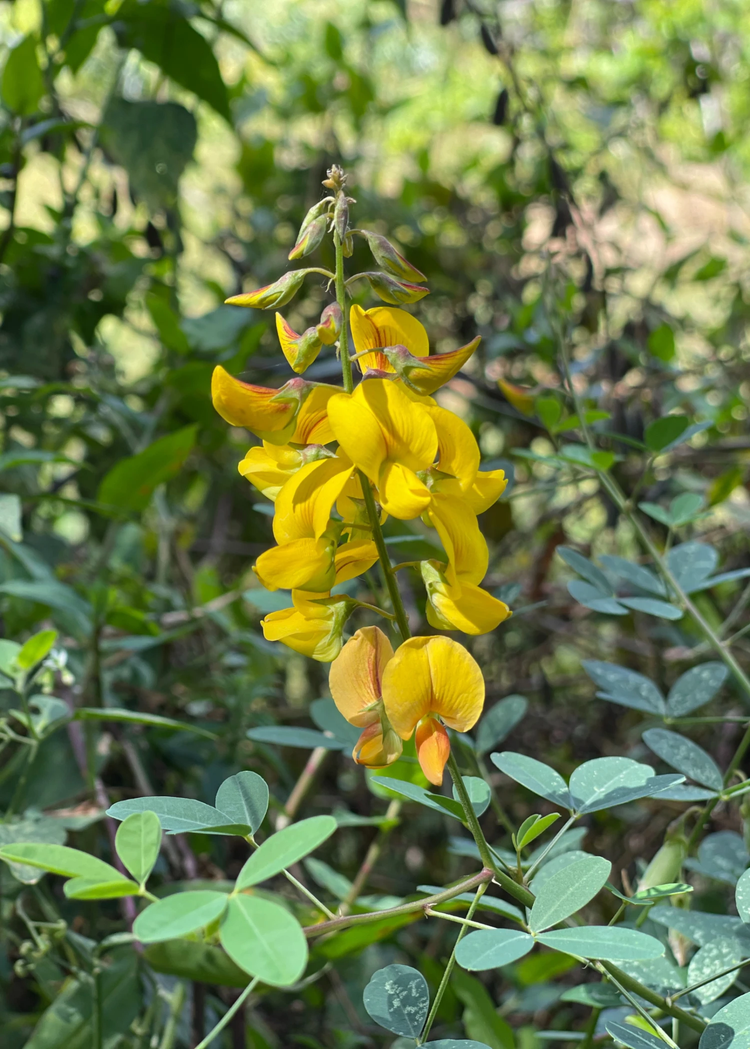 Chipilín (Crotalaria Longirostrata) 2 Chipilín (Crotalaria Longirostrata) - Image 2