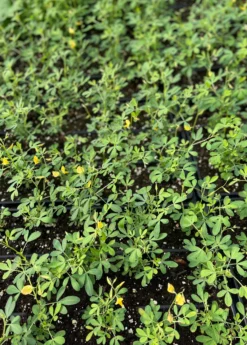 Chipilín (Crotalaria Longirostrata) 7 Chipilín (Crotalaria Longirostrata) -Sow Exotic Shop chipilinsowexotic 4