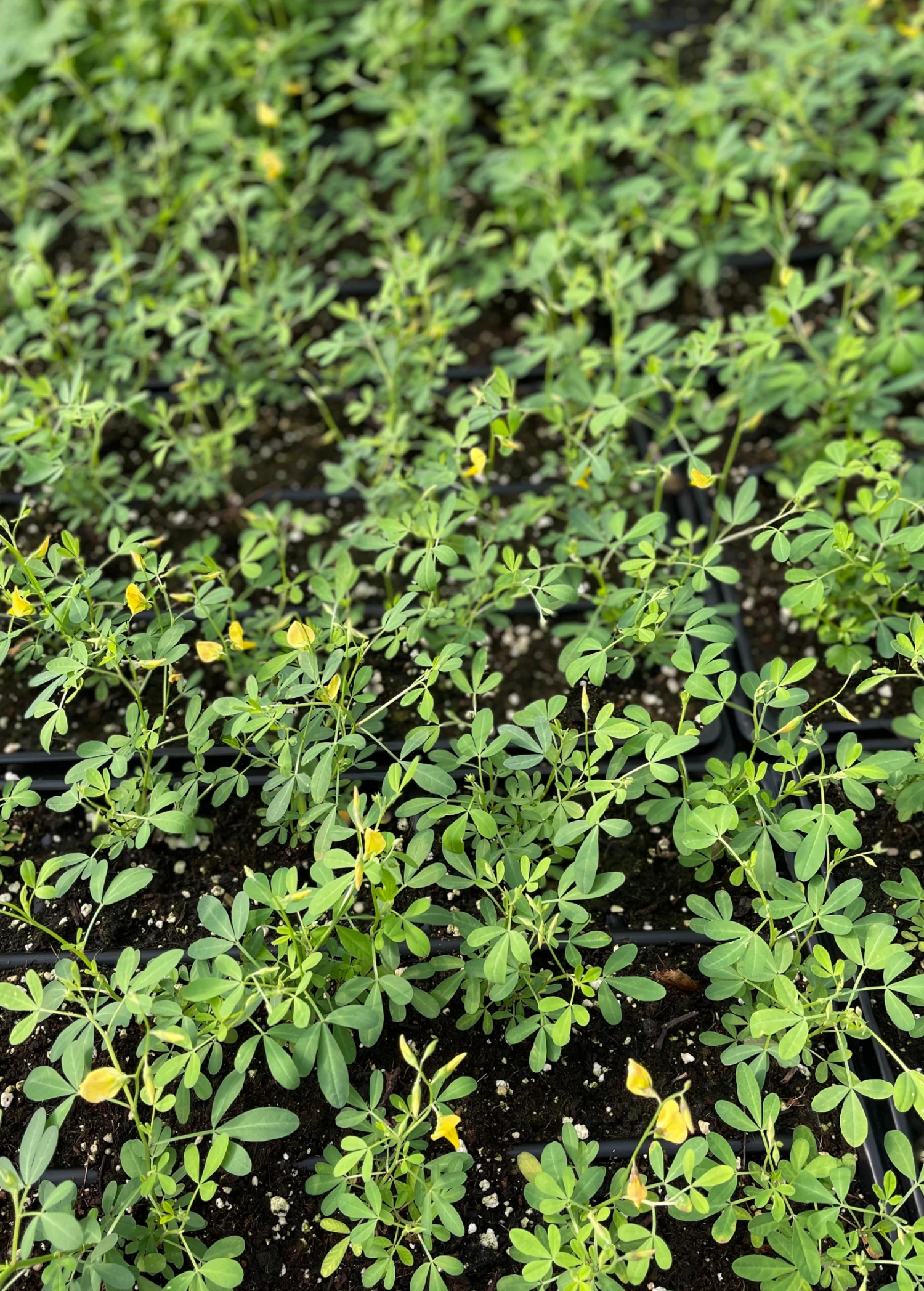 Chipilín (Crotalaria Longirostrata) 4 Chipilín (Crotalaria Longirostrata) - Image 4