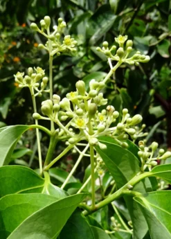 Cinnamon (Cinnamomum Verum) -Sow Exotic Shop cinnamon flower buds 1610px X 2250px