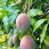 Mango 'Pickering' (Mangifera Indica)