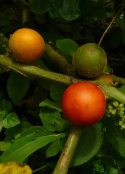 Cocona (Solanum Sessiliflorum) -Sow Exotic Shop cocona fruit