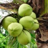 Coconut Palm Tree (Cocos Nucifera)