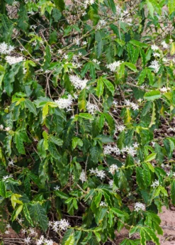 Coffee (Coffea Arabica) -Sow Exotic Shop coffeearabica