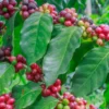 Coffee (Coffea Liberica)