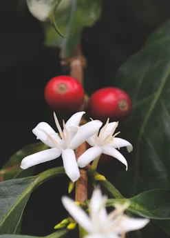 Coffee (Coffea Arabica) -Sow Exotic Shop coffeeplantsowexotic 1