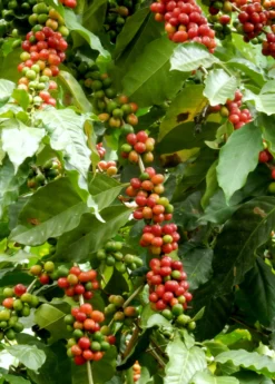 Coffee (Coffea Arabica) -Sow Exotic Shop coffeeplantsowexotic 2