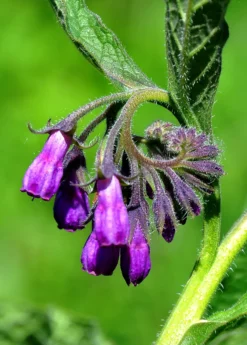 Comfrey (Symphytum Uplandicum) -Sow Exotic Shop comfrey flower buds 1610px X 2250px