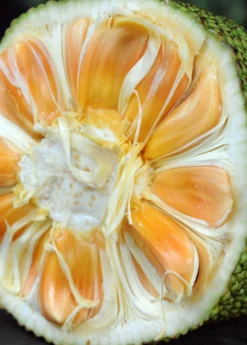 Jackfruit 'Crunchy' (Artocarpus Heterophyllus) -Sow Exotic Shop crunchjackfruitfruittreeliveplantforsalesowexotic 1