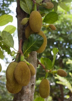 Jackfruit 'Crunchy' (Artocarpus Heterophyllus) -Sow Exotic Shop crunchjackfruitfruittreeliveplantforsalesowexotic 2