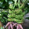 Banana Dwarf 'Double Mahoi' (Musa Acuminata)