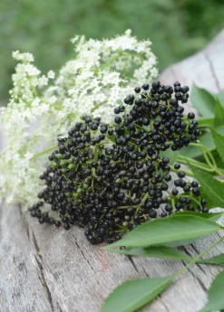 Elderberry, Florida Native (Sambucus Canadensis) 7 Elderberry, Florida Native (Sambucus Canadensis) -Sow Exotic Shop elberberry and elderflower