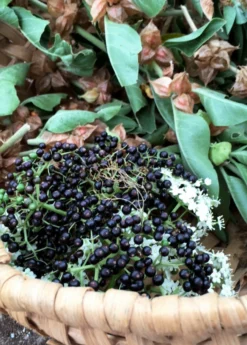 Elderberry, Florida Native (Sambucus Canadensis) 9 Elderberry, Florida Native (Sambucus Canadensis) -Sow Exotic Shop elberberry and elderflower with ashwaghanda