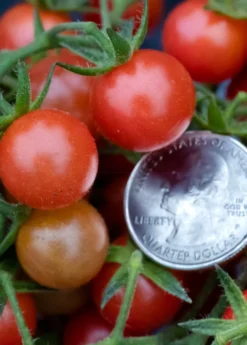 Everglades Tomato (Solanum Pimpinellifolium) -Sow Exotic Shop everglades tomatoes sow exotic