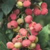 Blueberry 'Florida Rose' (Vaccinium Ashei)