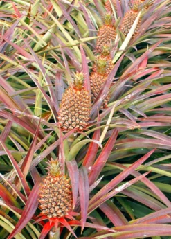 Pineapple 'Florida Special' (Ananas Comosus)