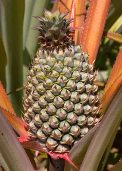 Pineapple 'Florida Special' (Ananas Comosus) -Sow Exotic Shop floridaspecialspinelesspineapplesowexotic 1