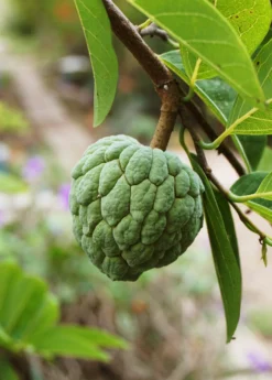 Sugar Apple 'Thai Lessard' (Annona Squamosa L) -Sow Exotic Shop fresh green Sugar Apple fruit in nature garden 195d8472 7b7e 4d0a 976c 15b14aaced55