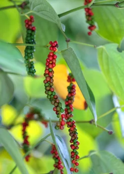 Black Pepper Vine (Piper Nigrum)