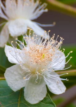 Guava, Wild Florida (Psidium Guajava) -Sow Exotic Shop guava flower portrait
