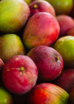 Mango 'Haden' (Mangifera Indica) 7 Mango 'Haden' (Mangifera Indica) -Sow Exotic Shop hadenmangofruittreeforsalesowexotic