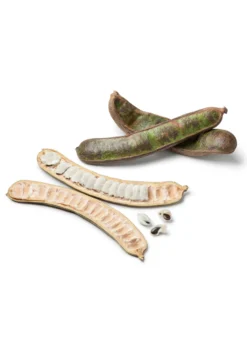 Ice Cream Bean (Inga Edulis) 7 Ice Cream Bean (Inga Edulis) -Sow Exotic Shop icecreambeansowexotic