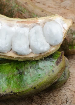 Ice Cream Bean (Inga Edulis) 9 Ice Cream Bean (Inga Edulis) -Sow Exotic Shop icecreambeansowexotic 0a273b06 52f6 4a72 8d30 36ed2646dad8