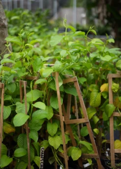 Giant Granadilla (Passiflora Quadrangularis L.) -Sow Exotic Shop image 0f96d5a9 a669 4fbe 92d3 05139b4a7144