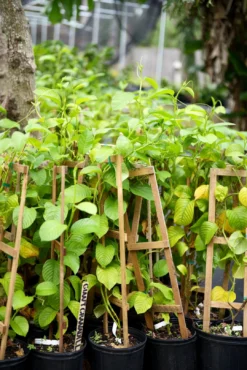 Giant Granadilla (Passiflora Quadrangularis L.) -Sow Exotic Shop image 27e3d0c7 bd71 461c 9d5b 443c535f3a7c