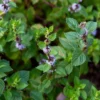 Vietnamese Mint (Mentha X Gracilis)