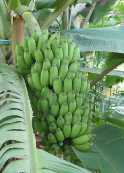 Banana 'Pisang Ceylon' (Musa)