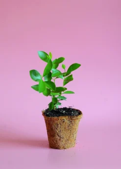 Guava, Strawberry (Psidium Cattleianum) -Sow Exotic Shop image 4c67b4bb d8b2 4177 be3b 75ebe5035d2f