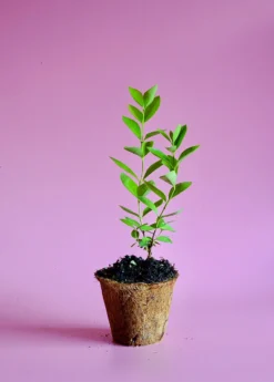 Guava, Lemon (Psidium Littorale) -Sow Exotic Shop image 5da25745 e4e1 4cb3 929d 4f728a09408b