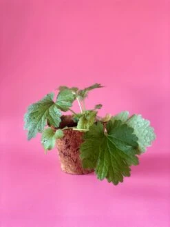 Siberian Motherwort (Leonurus Sibiricus) -Sow Exotic Shop image 7b0926f1 f45c 4fdb b85f 38451e3b16a3