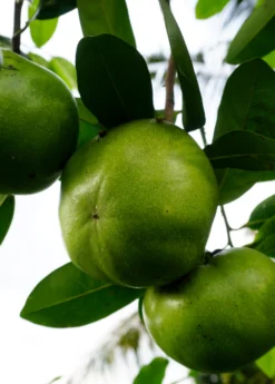 Black Sapote ‘Wilson’ (Diospyros Nigra) -Sow Exotic Shop image b6730905 98c4 49e4 bcfe 5344d879a940