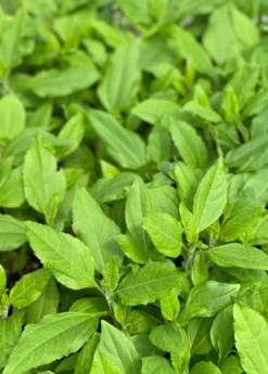 Jerusalem Artichoke (Helianthus Tubersosus) -Sow Exotic Shop jerusalemartichokePlantSowExotic 1